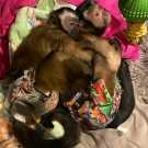 Share all you have with baby capuchin monkey certain joy