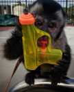 Adorable Capuchin Monkey for Adoptio