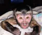 Potty raise capuchin monkey for adoption