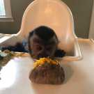 Young capuchin monkey for sale now