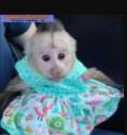 Intelligent Baby Capuchin monkeys For Re