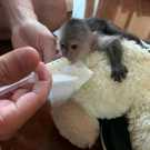 Charming baby capuchin monkeys available