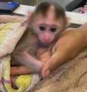 Lovely macaque monkeys for adoption