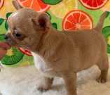 Teacup Chihuahua Puppies Available