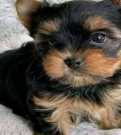 Adorable Yorkie puppies for adoption.