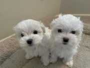 Marvelous Teacup Maltese Puppies