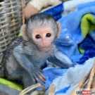 Precious Beautiful Capuchin Monkey