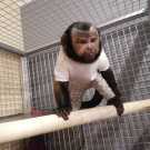 Well raise baby capuchin monkey for sale
