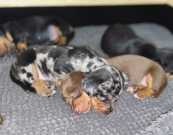 Loving dachshund puppies for sale