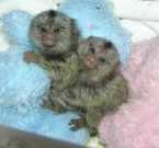 Finger Marmoset Monkeys for Adoption