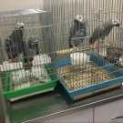 Smartest African Grey parrots ready