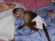 Perfect Capuchin Monkeys