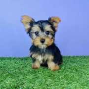 Outstanding Male And Female Yorkie Puppies For Sale