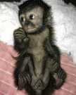 capuchin monkey for sale (84).jpeg