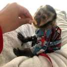 Intelligent Capuchin ready now