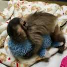 Female Capuchin monkeys available