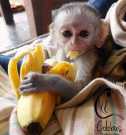 Smart rhesus macaque monkey for sale
