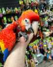 High quality birds and parrots
