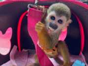 Squirrel Monkeys available