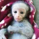 Super gorgeous baby capuchin monkeys.
