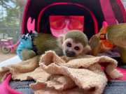 Q Talented Squirrel Monkeys Available