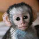 Excellent capuchin monkey for affordable price