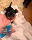 Stunning Yorkie Puppies for sale