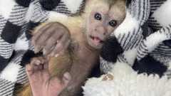 Month Old Cappuchin Monkey for Sale s