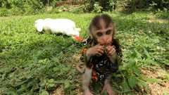 Well train macaque monkey for sale now