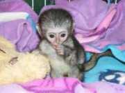 Baby Capuchin Monkeys For FREE Adoption