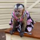 Gifted baby capuchin monkey for sale now