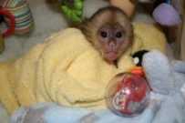 Home raised Capuchin monkeys for adoptio