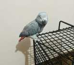 DNA African Grey parrots for sale