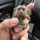 Marmoset Monkeys available for adoption