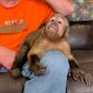 Top pet capuchin monkey for adoption