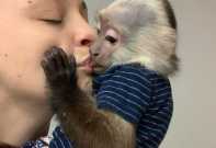 Friendly Baby Capuchin Monkey available$