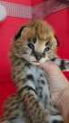 Indoor raise serval kittens for adoption
