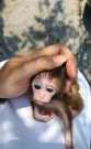Fantastic Macaque monkeys for adoption