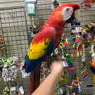 Macaw parrots for adpotion, all all