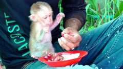 Bottle feed macaque monkey for adoption