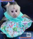 Friendly Baby Capuchin Monkey available3