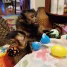 Train pet capuchin monkey for sale