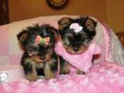 Gorgeous Teacup Yorkie terriers for sale