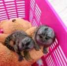 Healthy Capuchin and Marmoset available