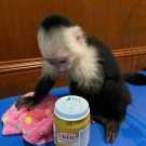 Intelligent Capuchin for sale