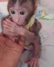 Healthy pigtail monkey for adoption now