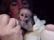 Capuchin Monkeys for adoption .