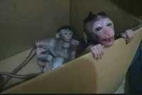 Macaque pigtail monkey for adoption now