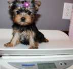Mini Yorkshire terrier puppies Available