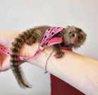 Marmoset monkeys available for sale